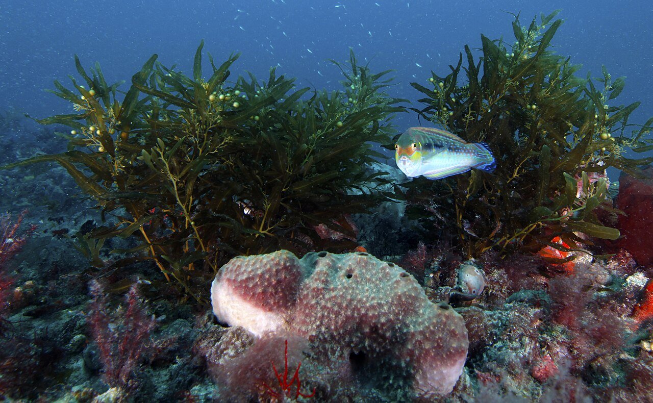 海藻のそばを泳ぐ魚。米国Gray’s Reefの参考写真。