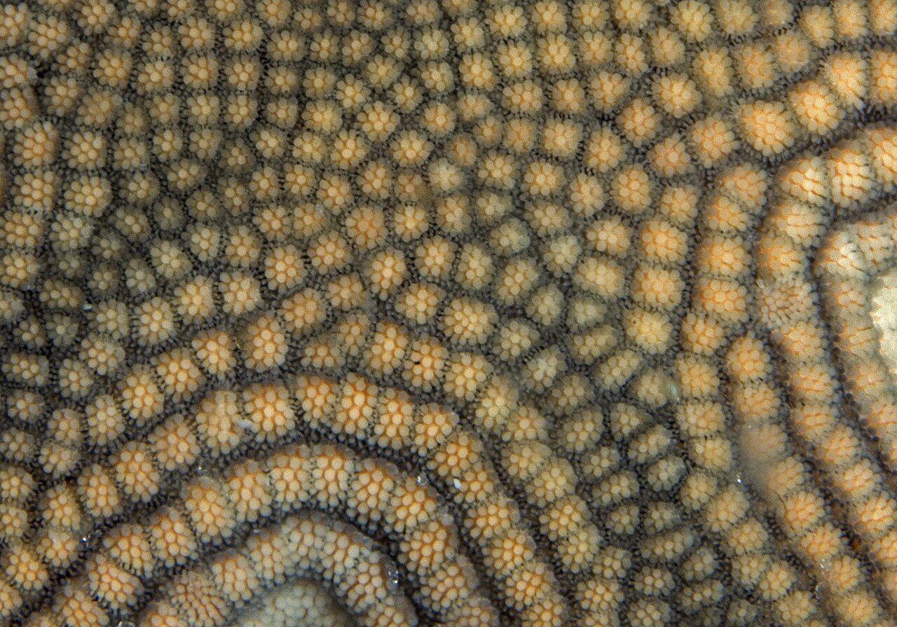 ヒトデの体表の細部。米国Gray’s Reefの参考写真。