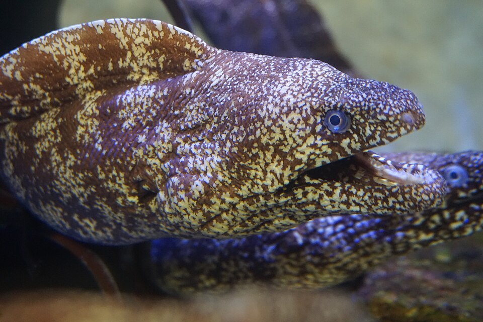 ウツボの参考写真