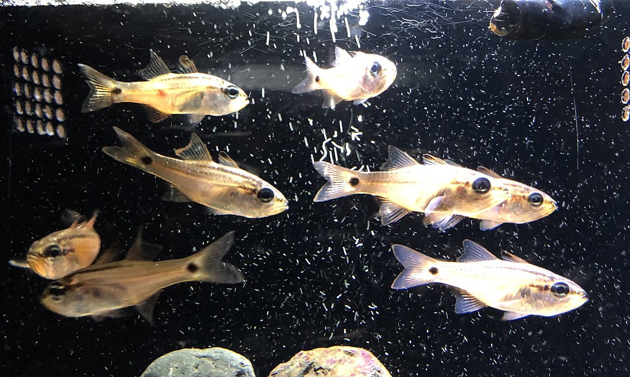 ネンブツダイの参考写真