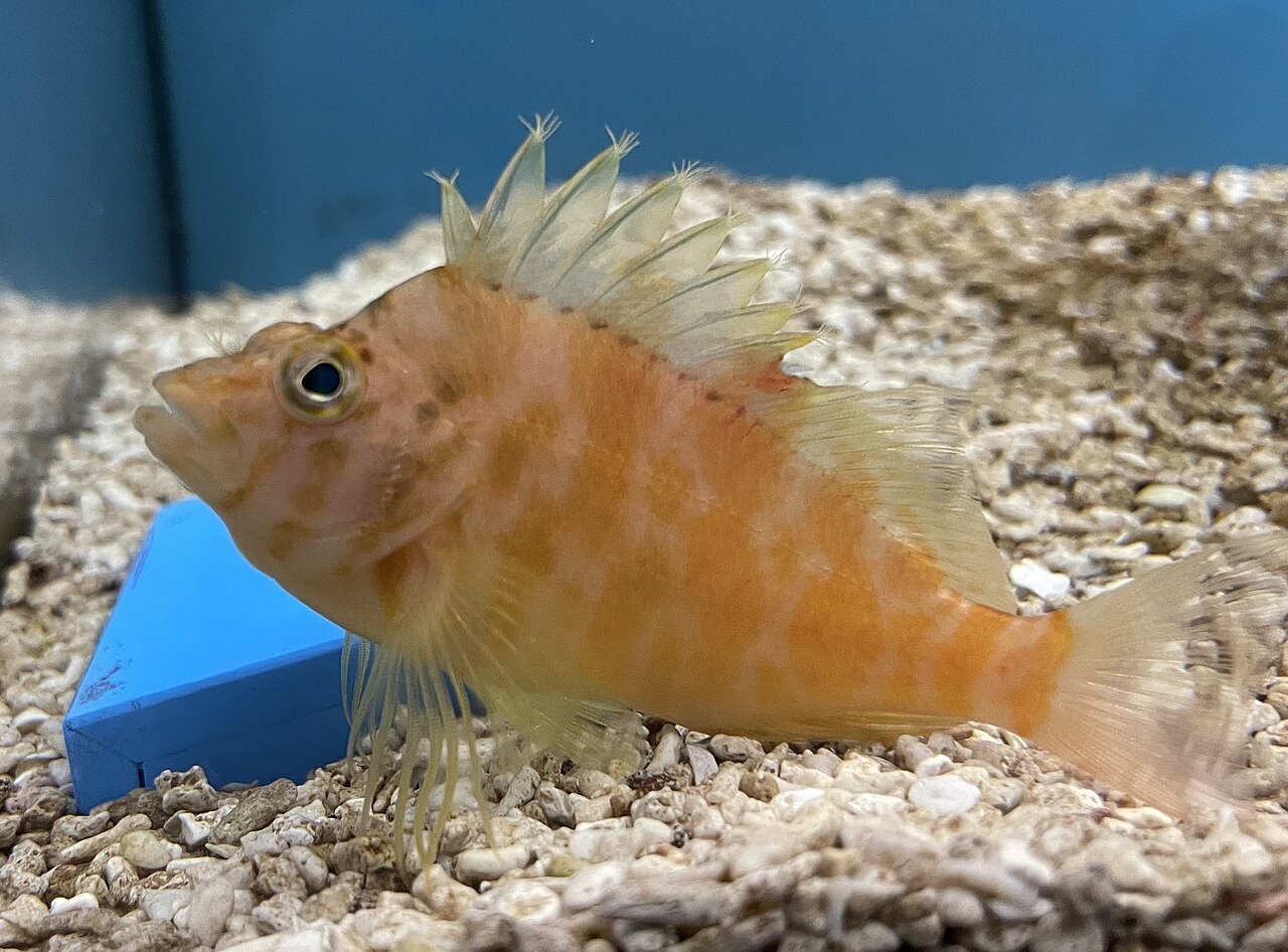 オキゴンベの参考写真