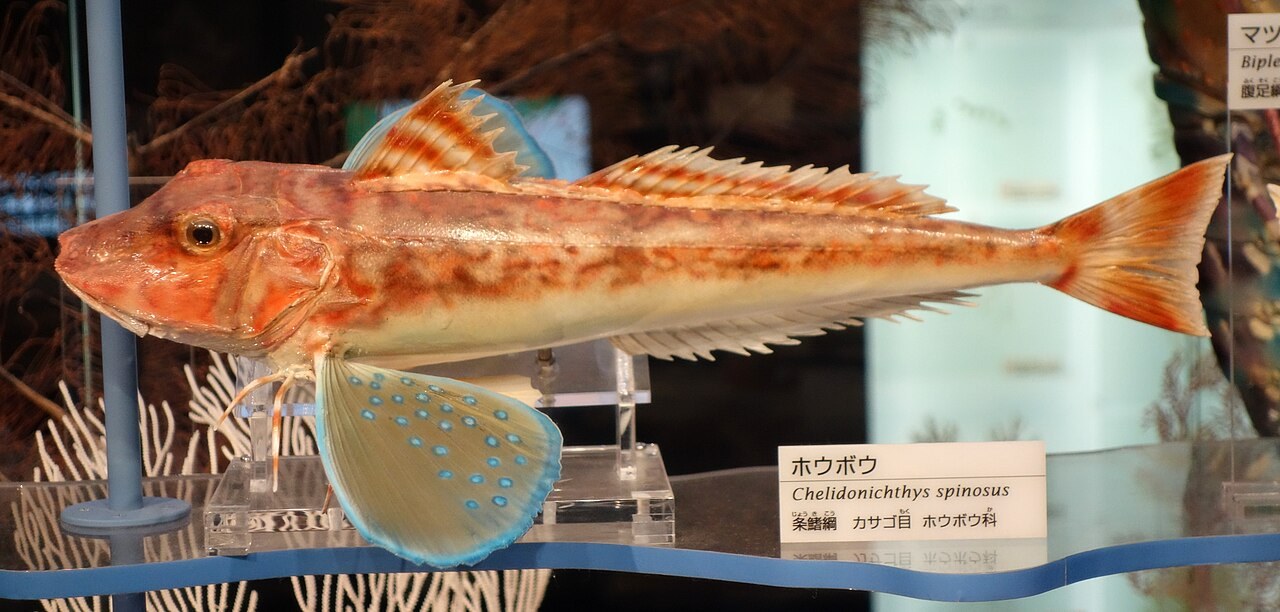 ホウボウの参考写真