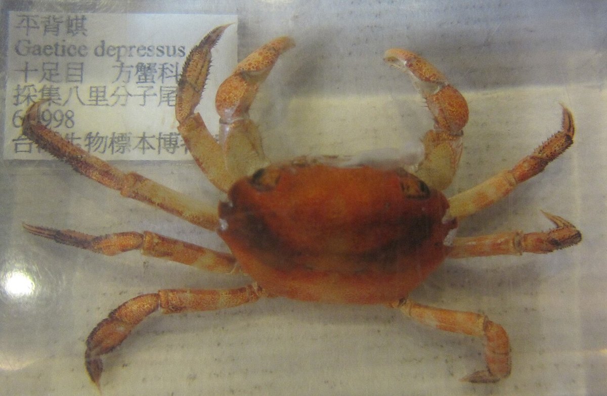 ヒライソガニの参考写真