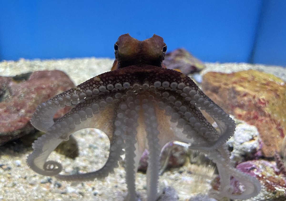 スナダコの参考写真